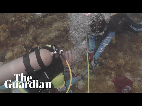 Sound from healthy coral reefs could encourage degraded ones to regenerate, experts say